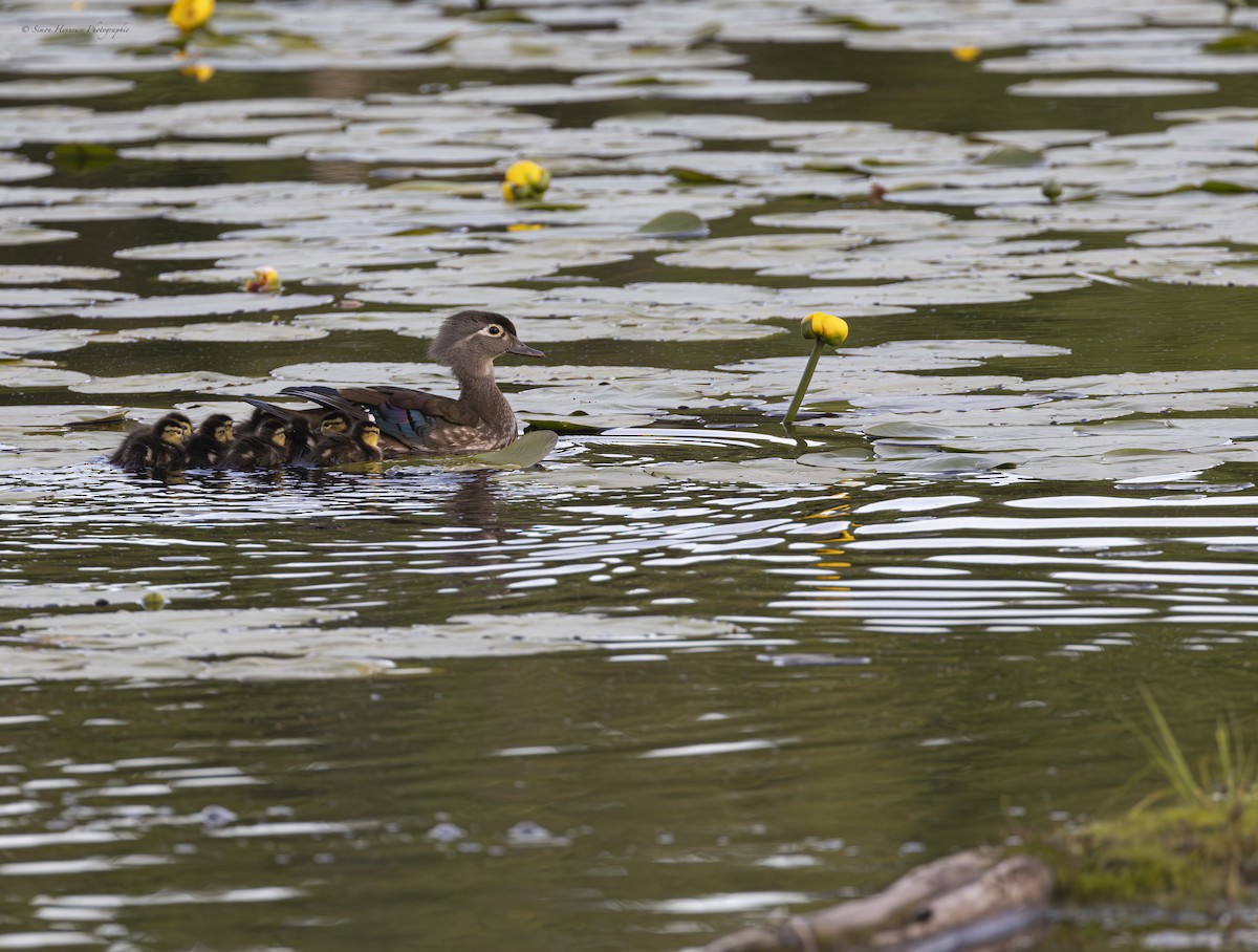 Wood Duck - ML619804598