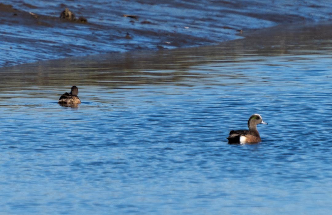 American Wigeon - ML619804600