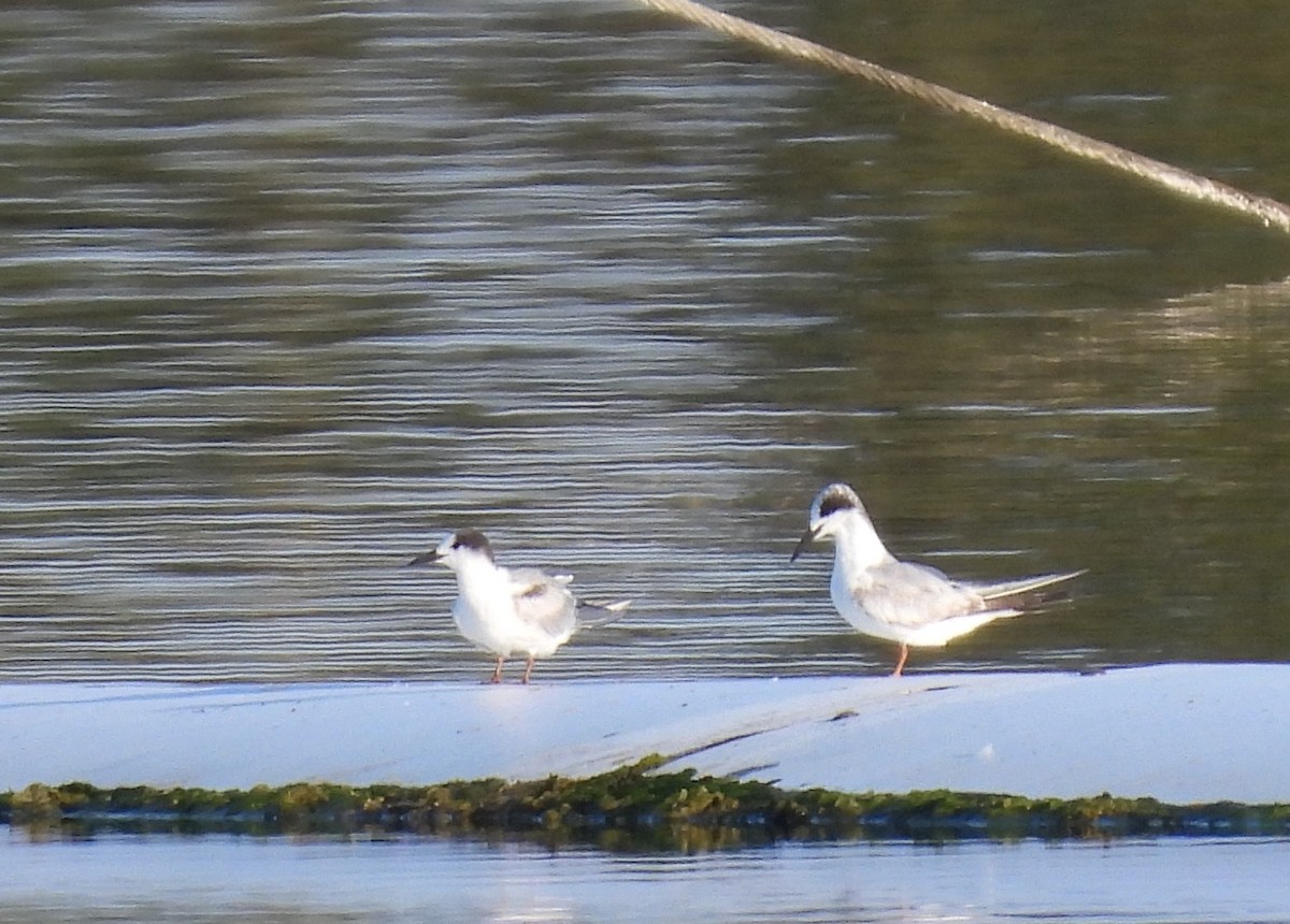 Common Tern - ML619804601