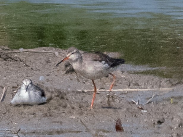 Spotted Redshank - ML619804608