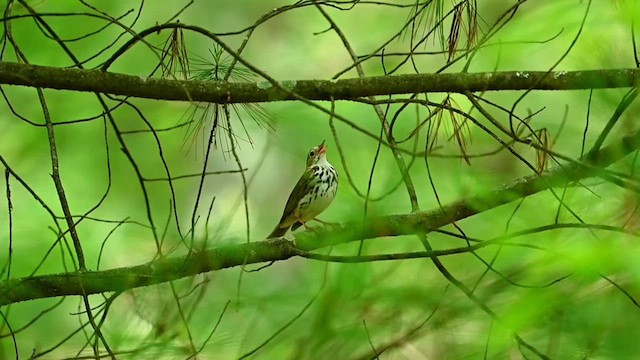 Paruline couronnée - ML619804616