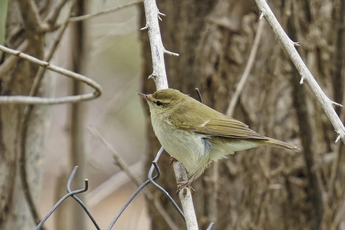 Hume's Warbler - ML619804624