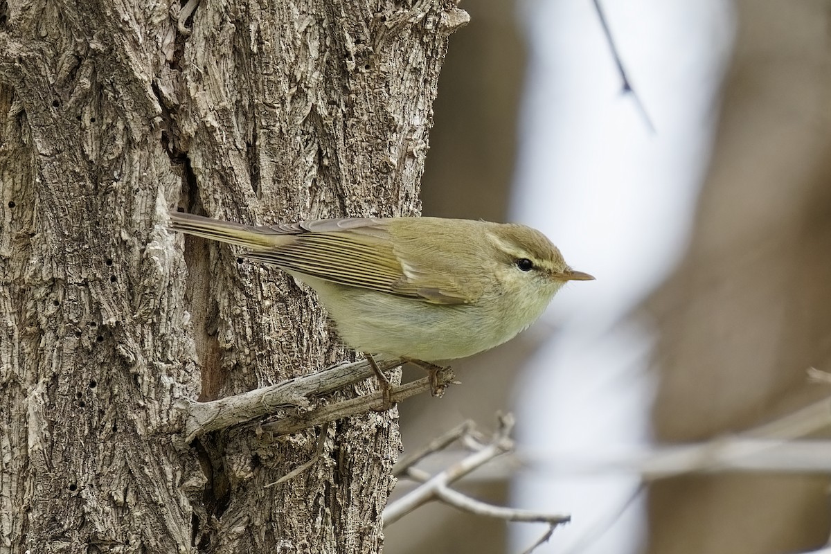 Hume's Warbler - ML619804625