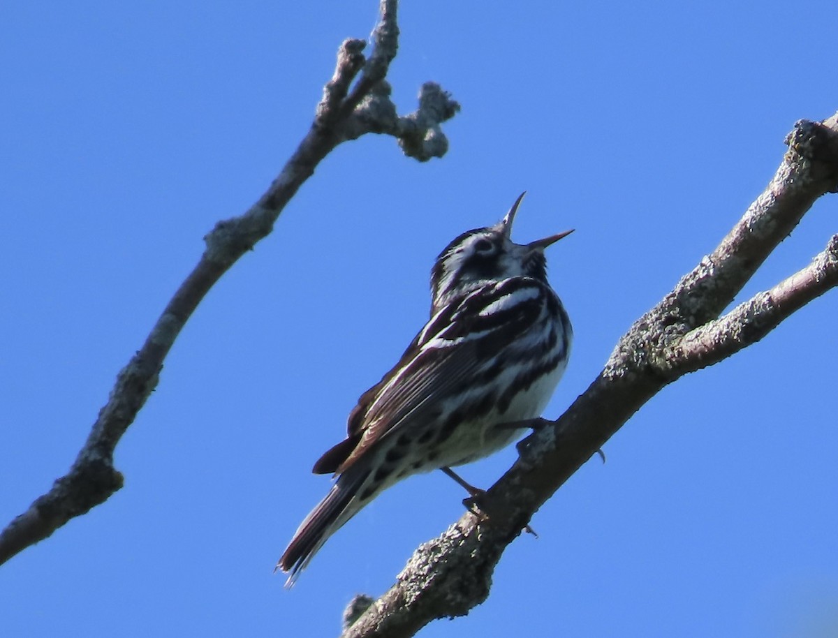 Black-and-white Warbler - ML619804630