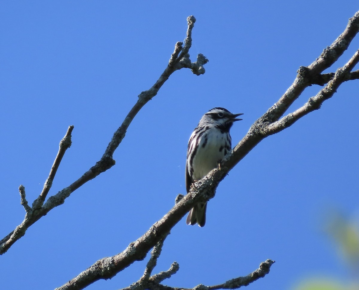 Black-and-white Warbler - ML619804631