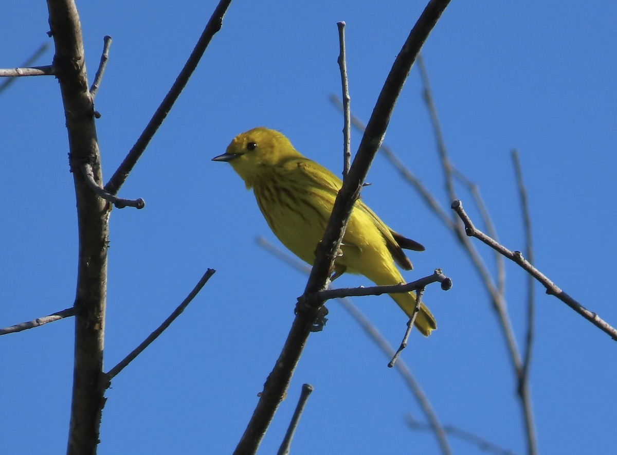 Yellow Warbler - ML619804636