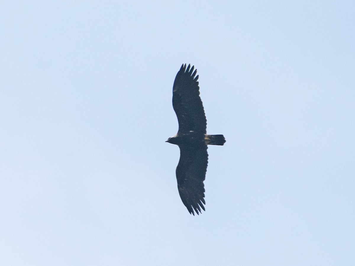 Greater Spotted Eagle - ML619804640