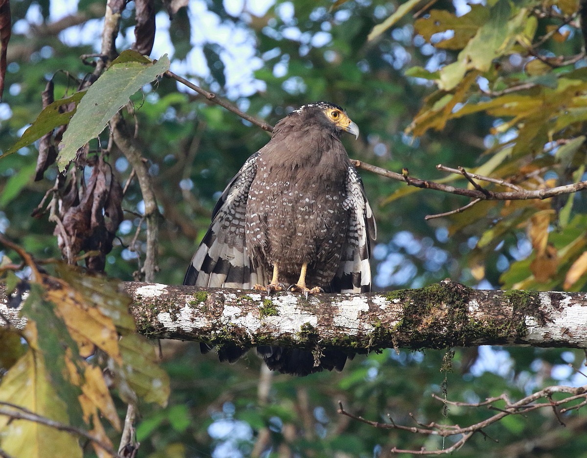 Haubenschlangenadler [cheela-Gruppe] - ML619804650