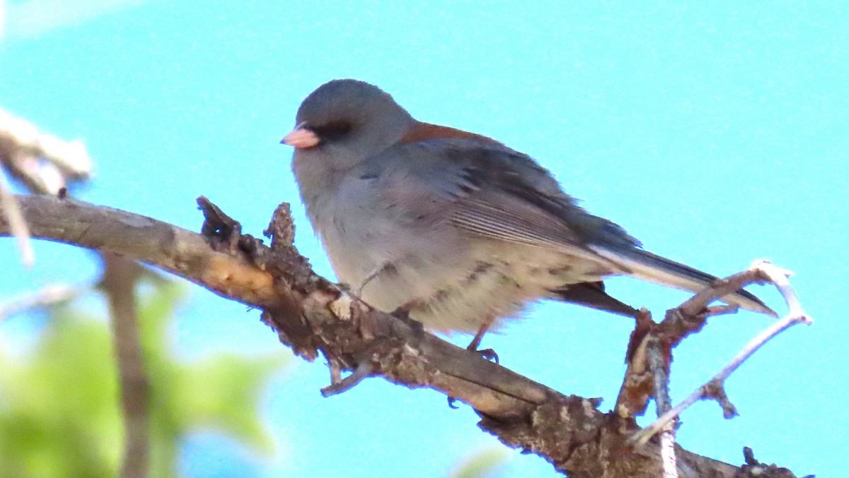 Junco Ojioscuro (caniceps) - ML619804655