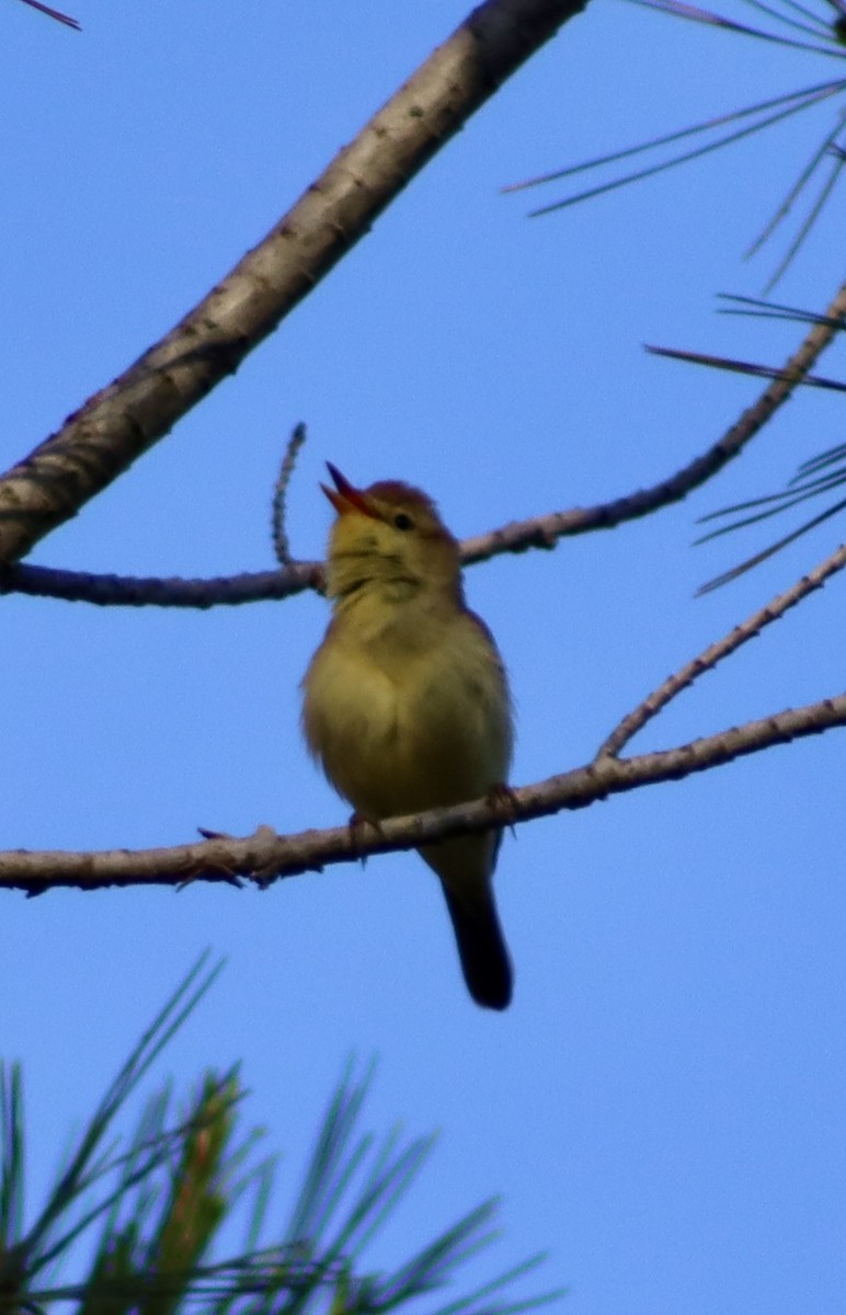 Melodious Warbler - ML619804663
