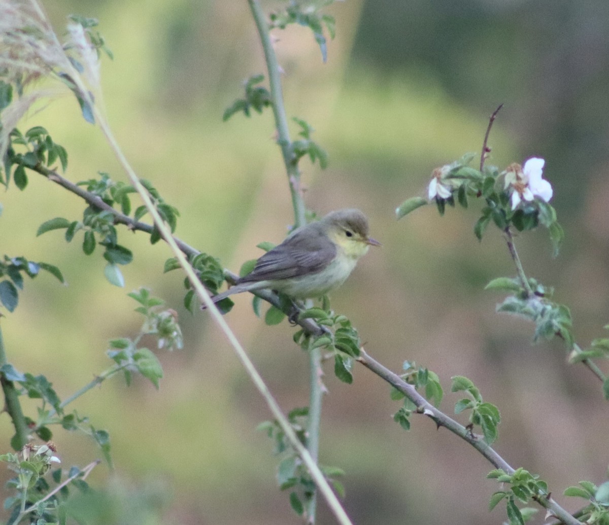 Melodious Warbler - ML619804664