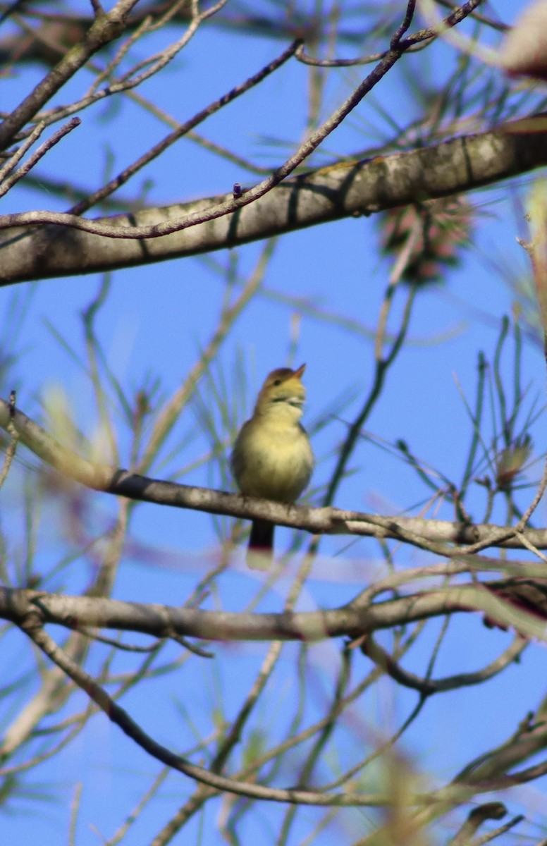 Melodious Warbler - ML619804665