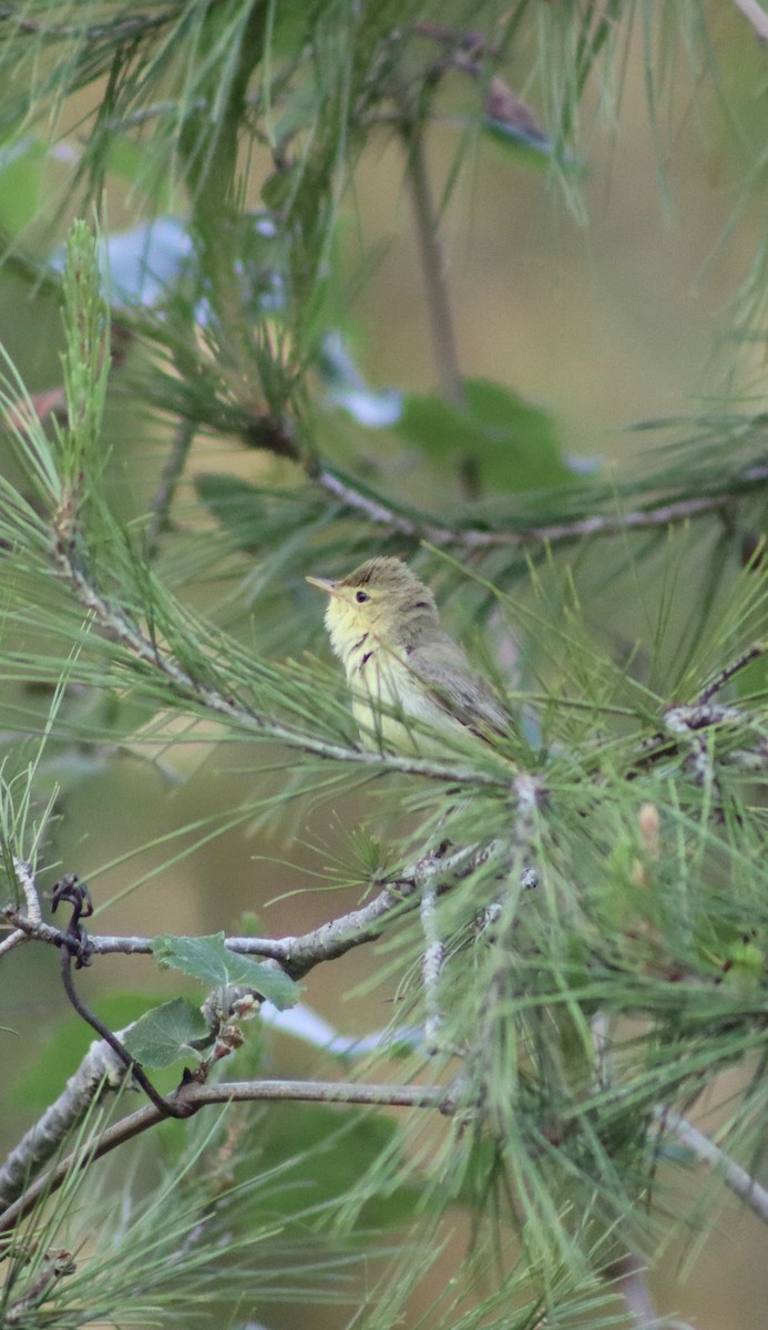 Melodious Warbler - ML619804666