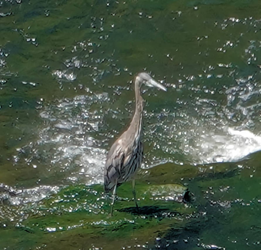 Great Blue Heron - ML619804676