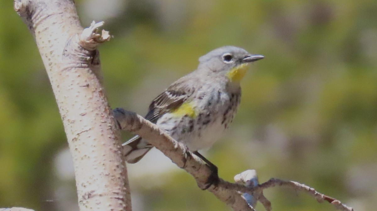 Kronenwaldsänger (Audubonwaldsänger) - ML619804677