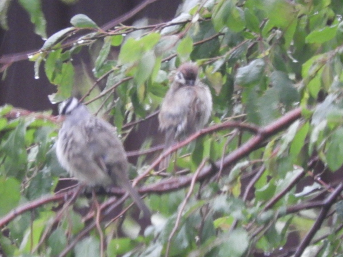 Eurasian Tree Sparrow - ML619804688