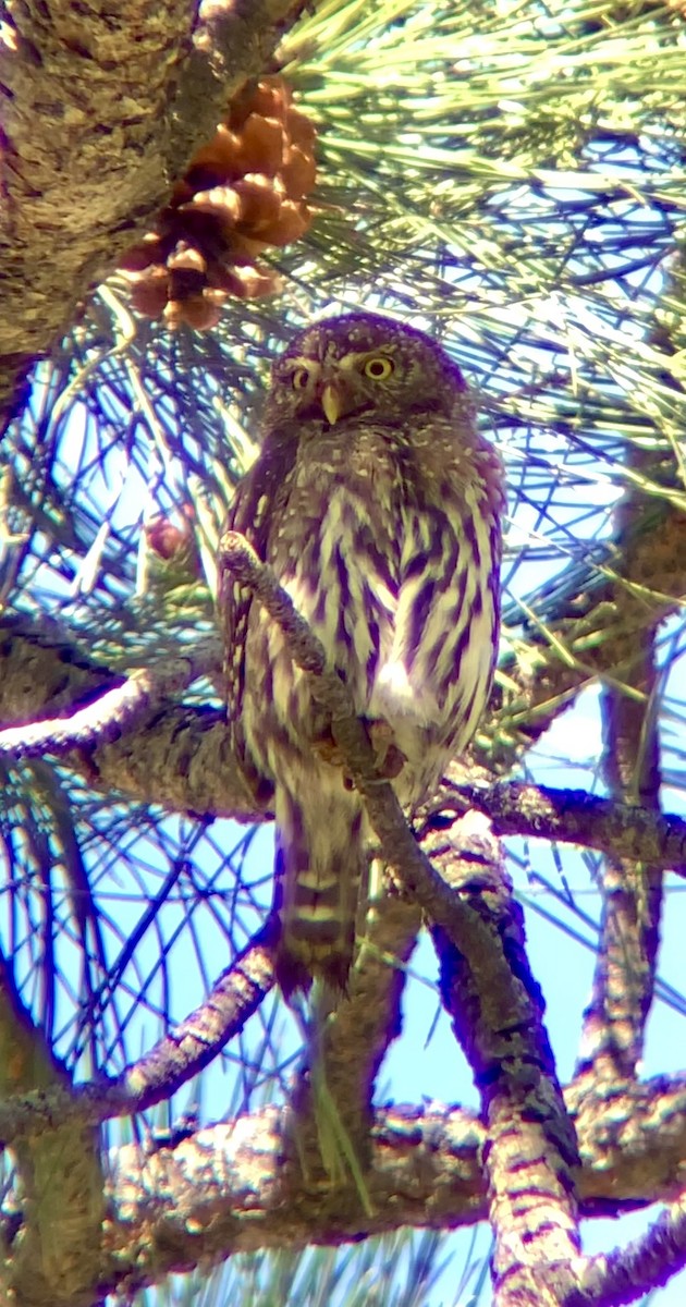 Northern Pygmy-Owl - ML619804694