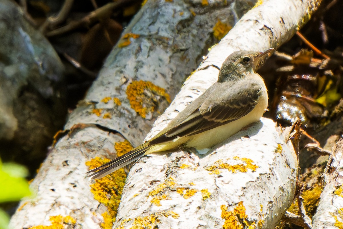 Gray Wagtail - ML619804699