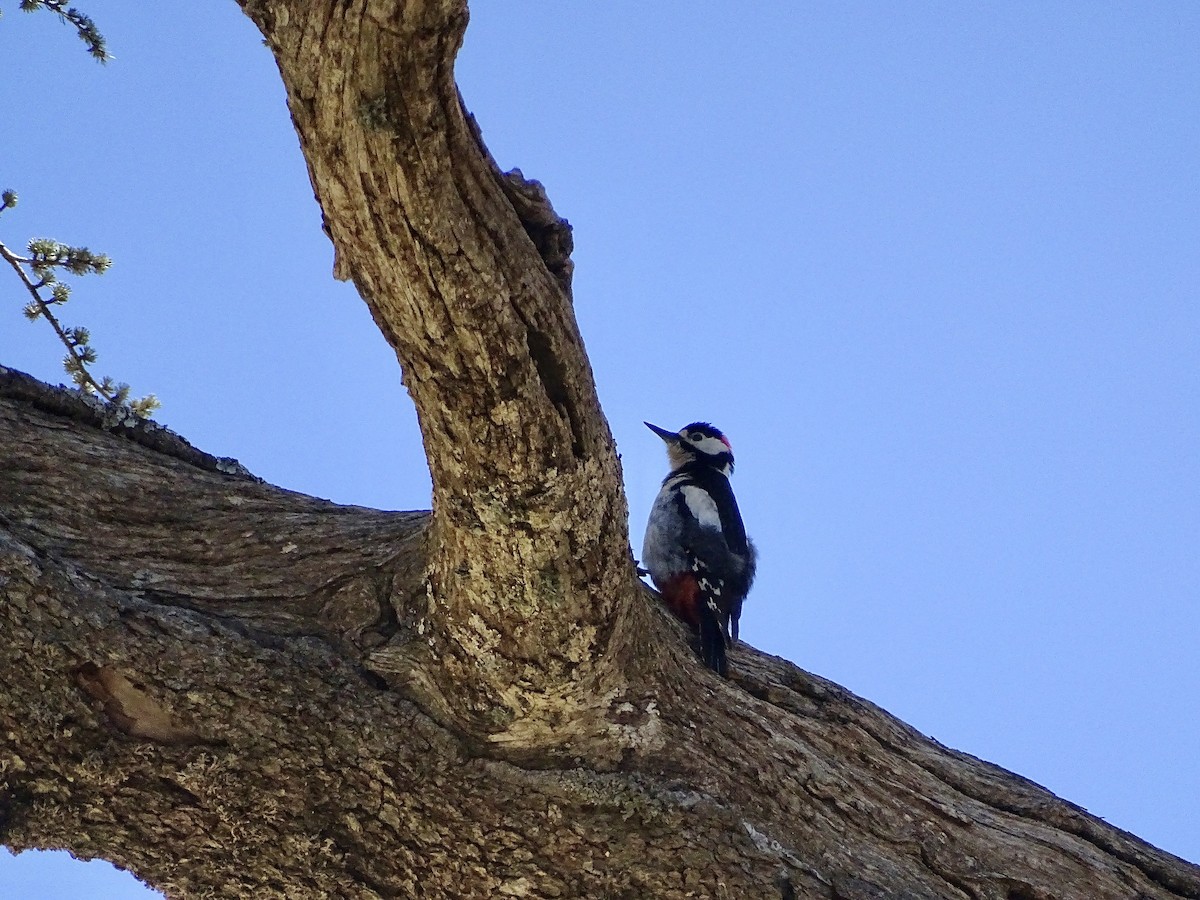 Great Spotted Woodpecker (Atlas) - ML619804702