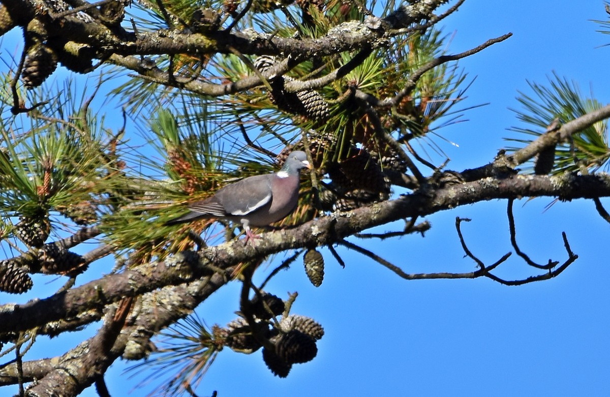 Common Wood-Pigeon - ML619804717