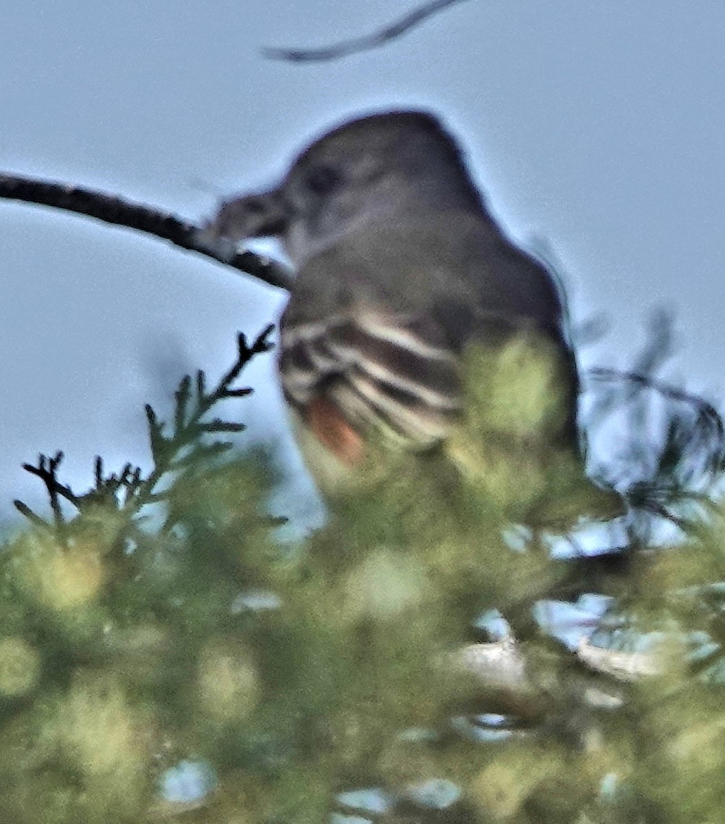 Ash-throated Flycatcher - Doug Wassmer