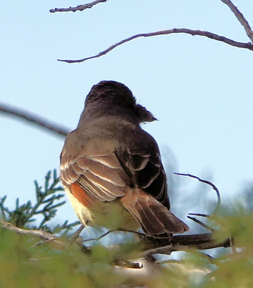 Ash-throated Flycatcher - ML619804721