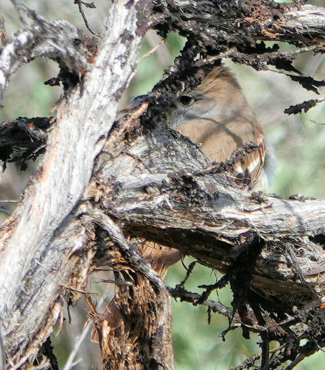 Ash-throated Flycatcher - ML619804722