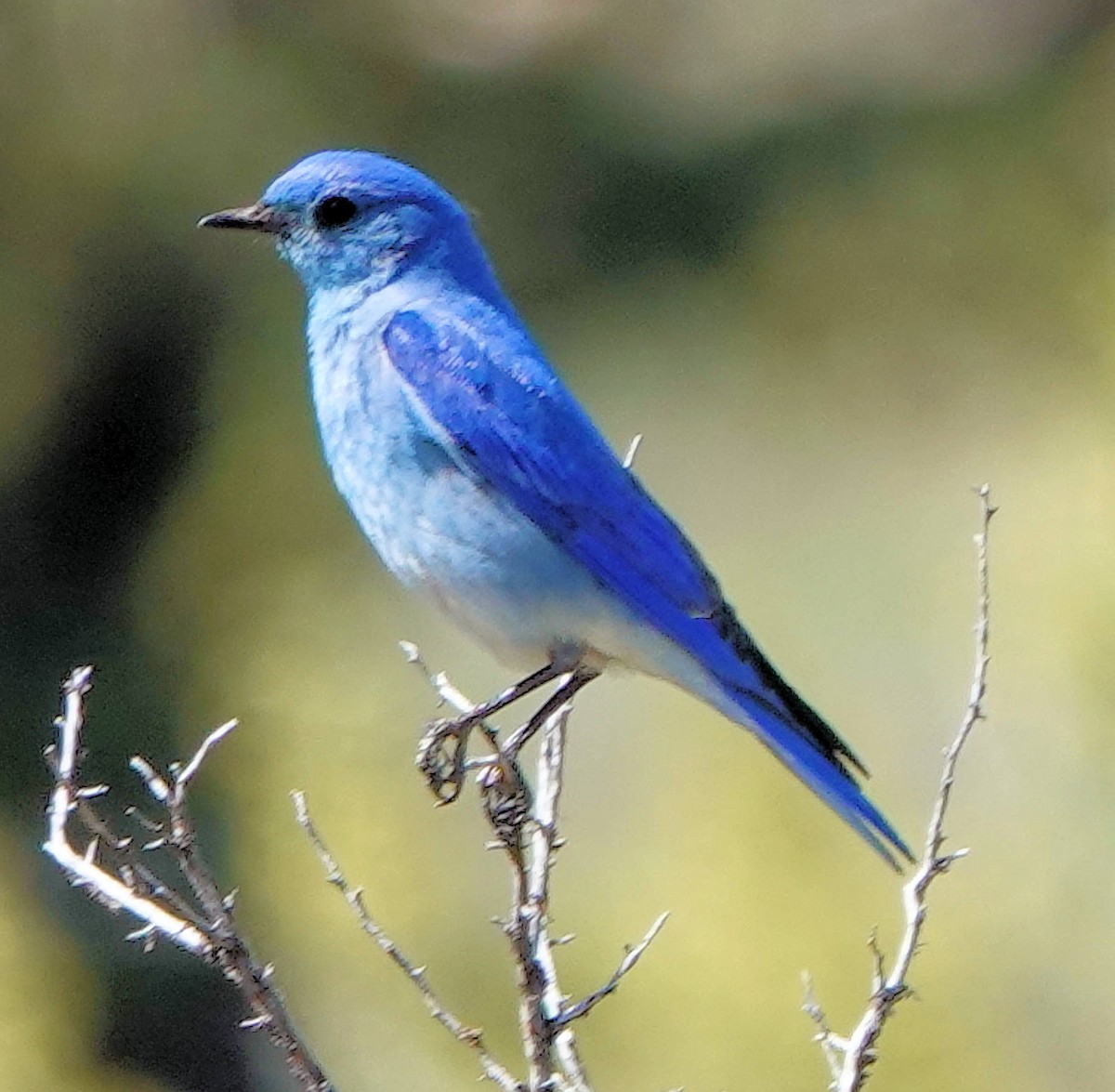 Mountain Bluebird - ML619804733