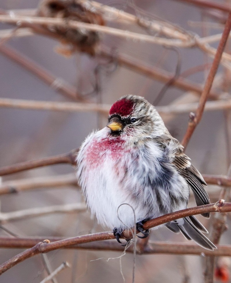 Common Redpoll - Maggie D'Amour