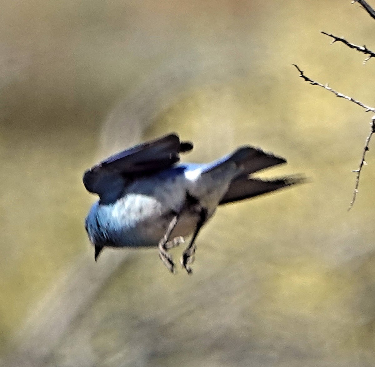 Mountain Bluebird - ML619804737