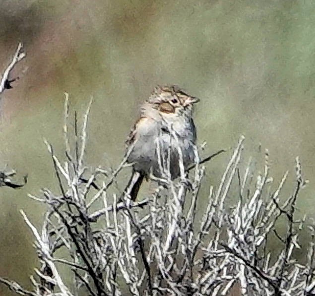 Brewer's Sparrow - ML619804750