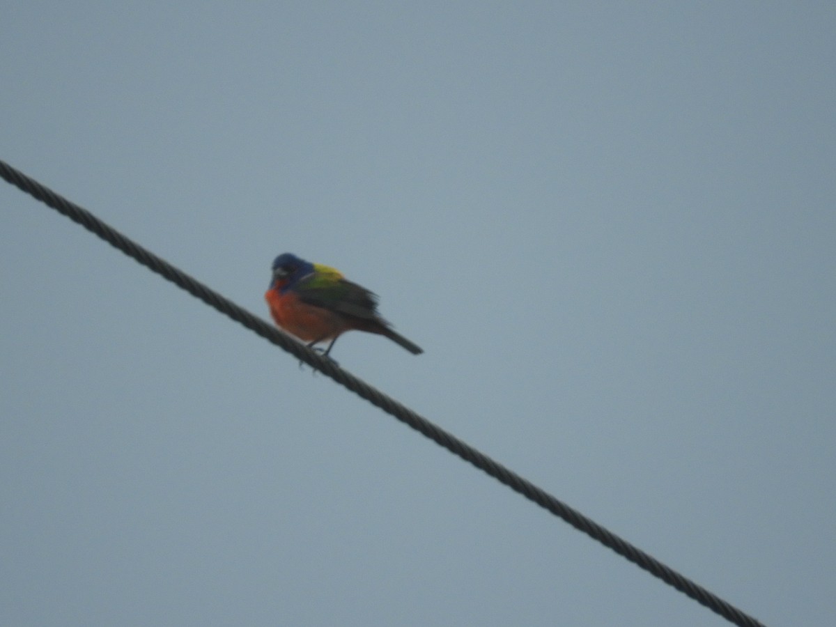 Painted Bunting - ML619804773