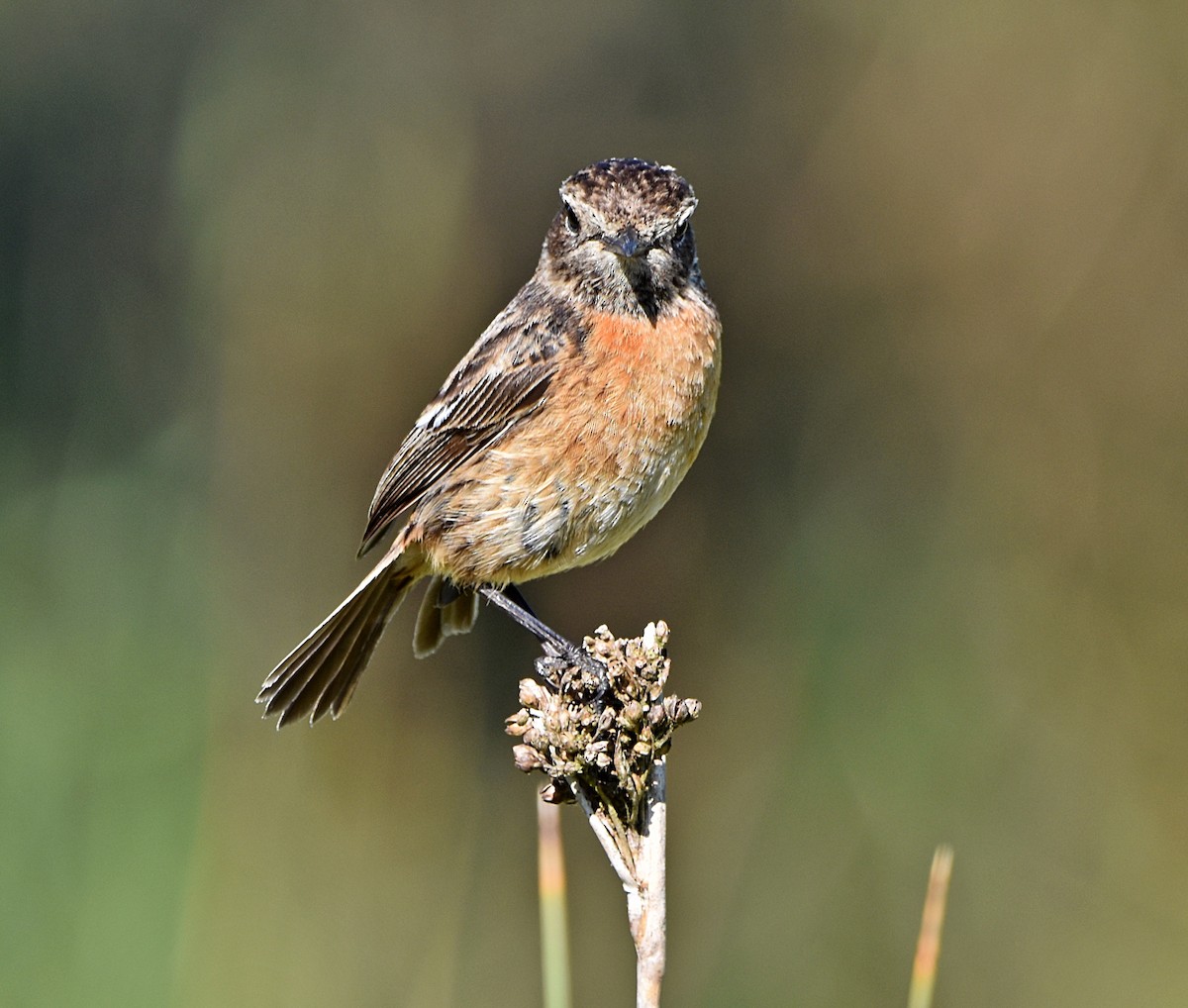 European Stonechat - ML619804782