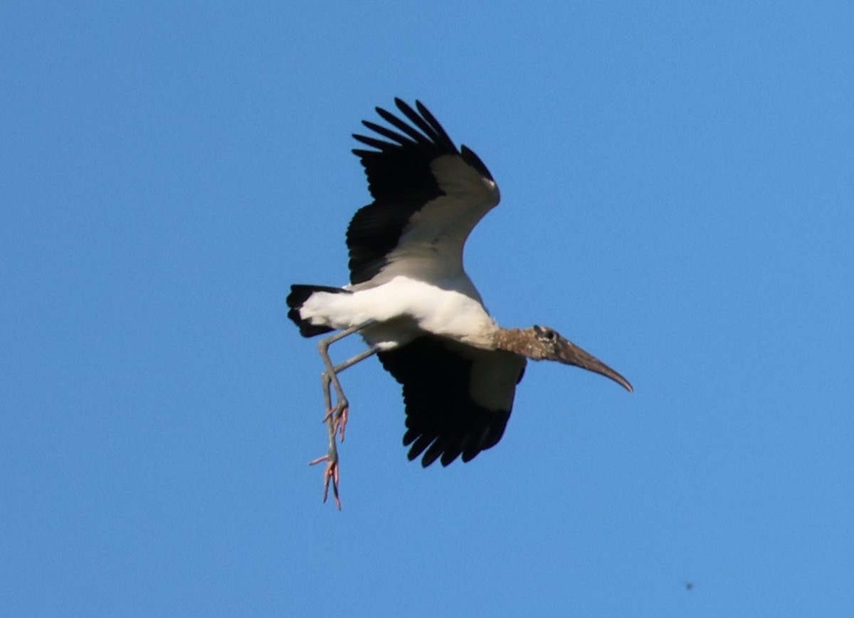 Wood Stork - ML619804789