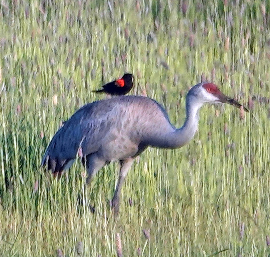 沙丘鶴 - ML619804793