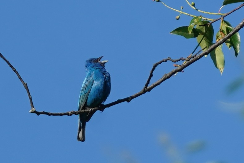 Passerin indigo - ML619804804