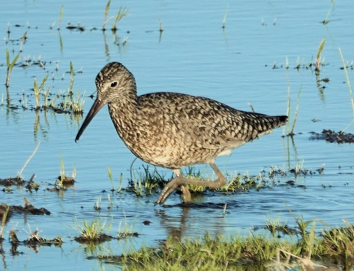 Willet - ML619804817