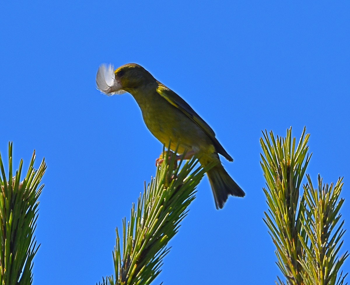 European Greenfinch - ML619804836