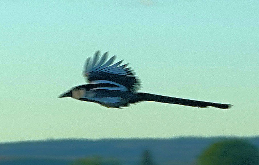 Black-billed Magpie - ML619804837