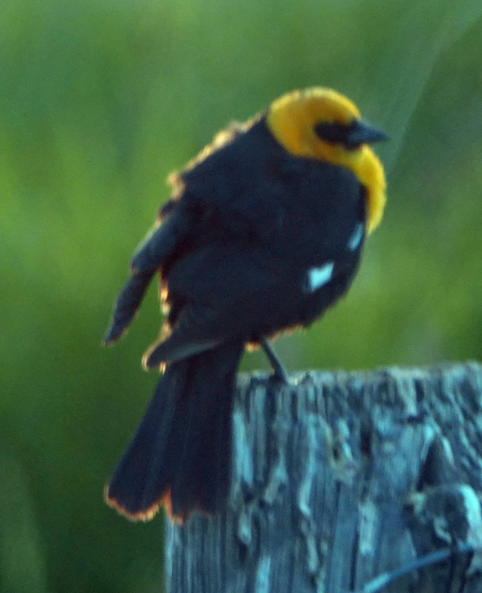 Yellow-headed Blackbird - ML619804845