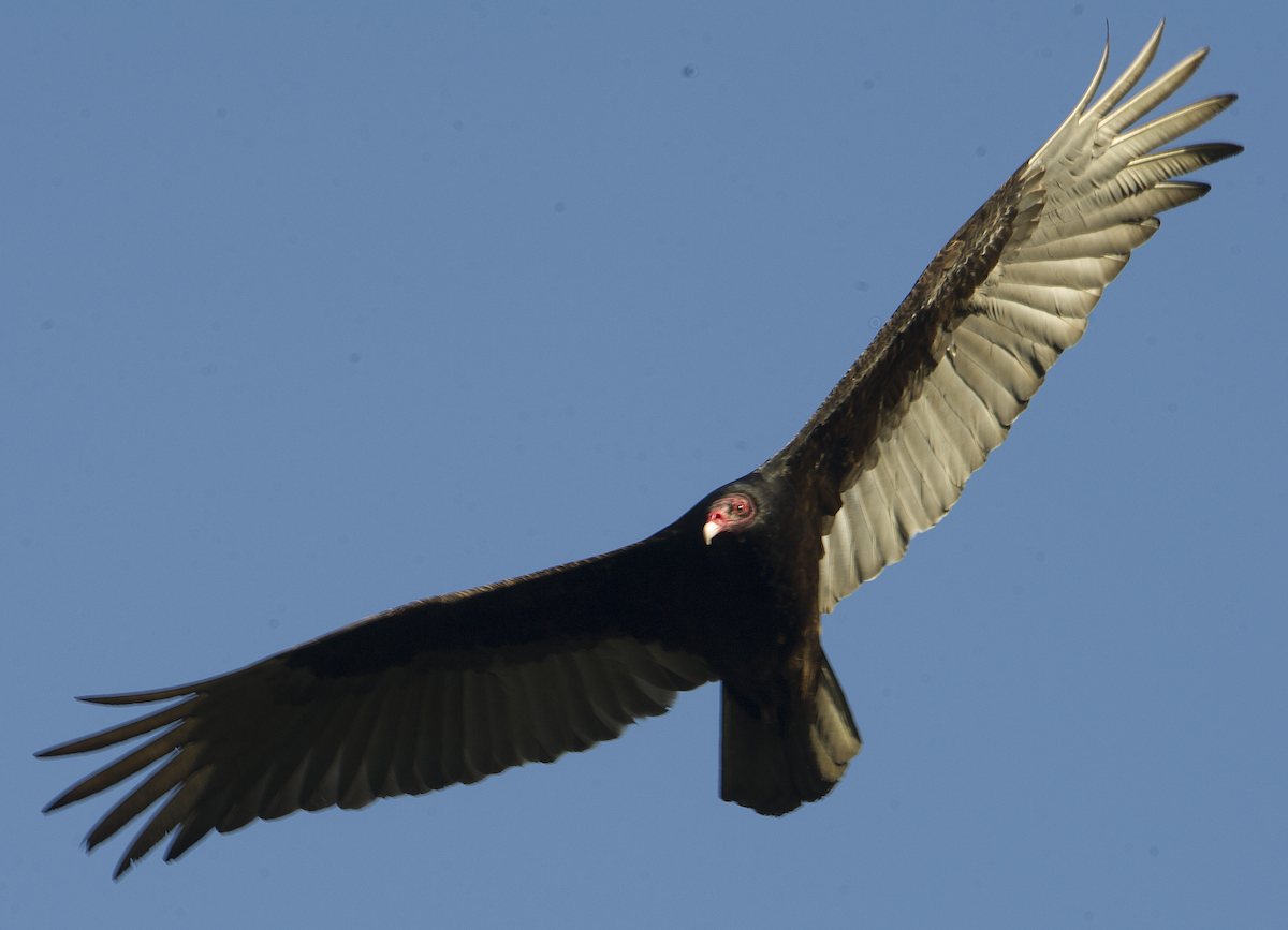 Turkey Vulture - ML619804854