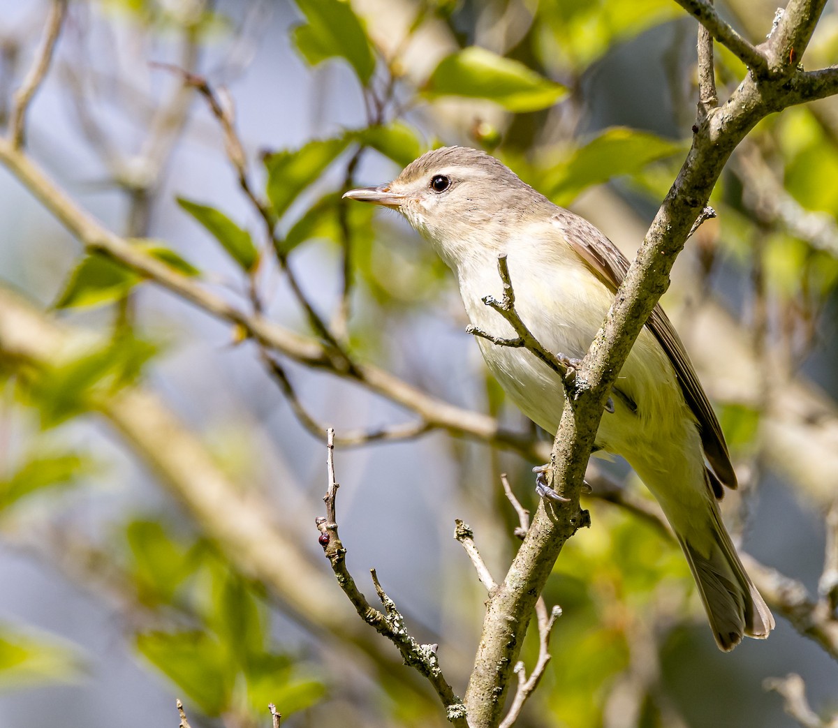 Red-eyed Vireo - ML619804859