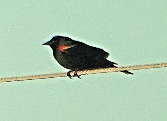 Red-winged Blackbird - ML619804862