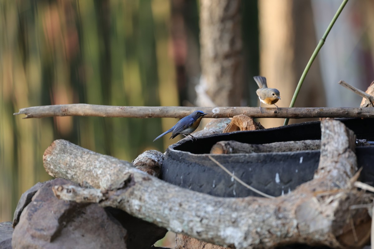 Blue-throated/Chinese Blue Flycatcher - ML619804864