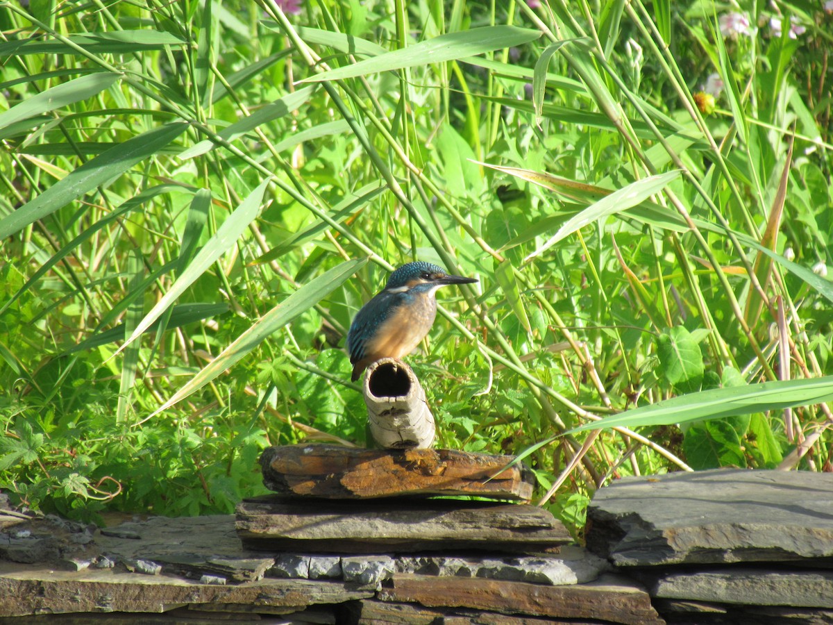 Common Kingfisher - ML619804867