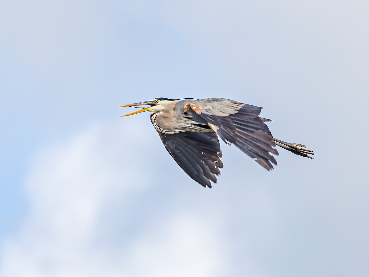 Great Blue Heron - ML619804890