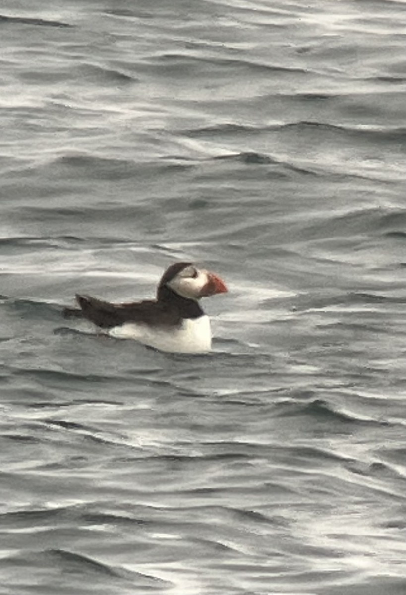 Atlantic Puffin - ML619804891