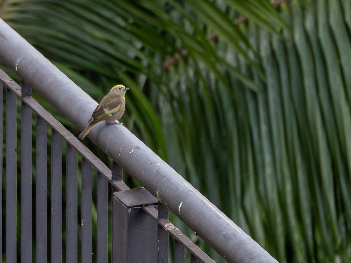 Palm Tanager - ML619804898