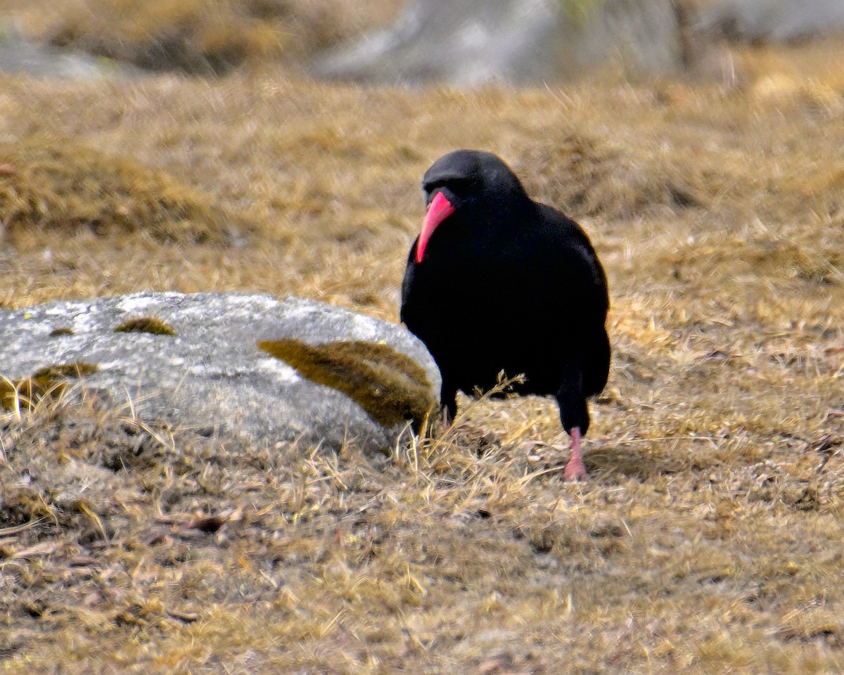 Red-billed Chough - ML619804908