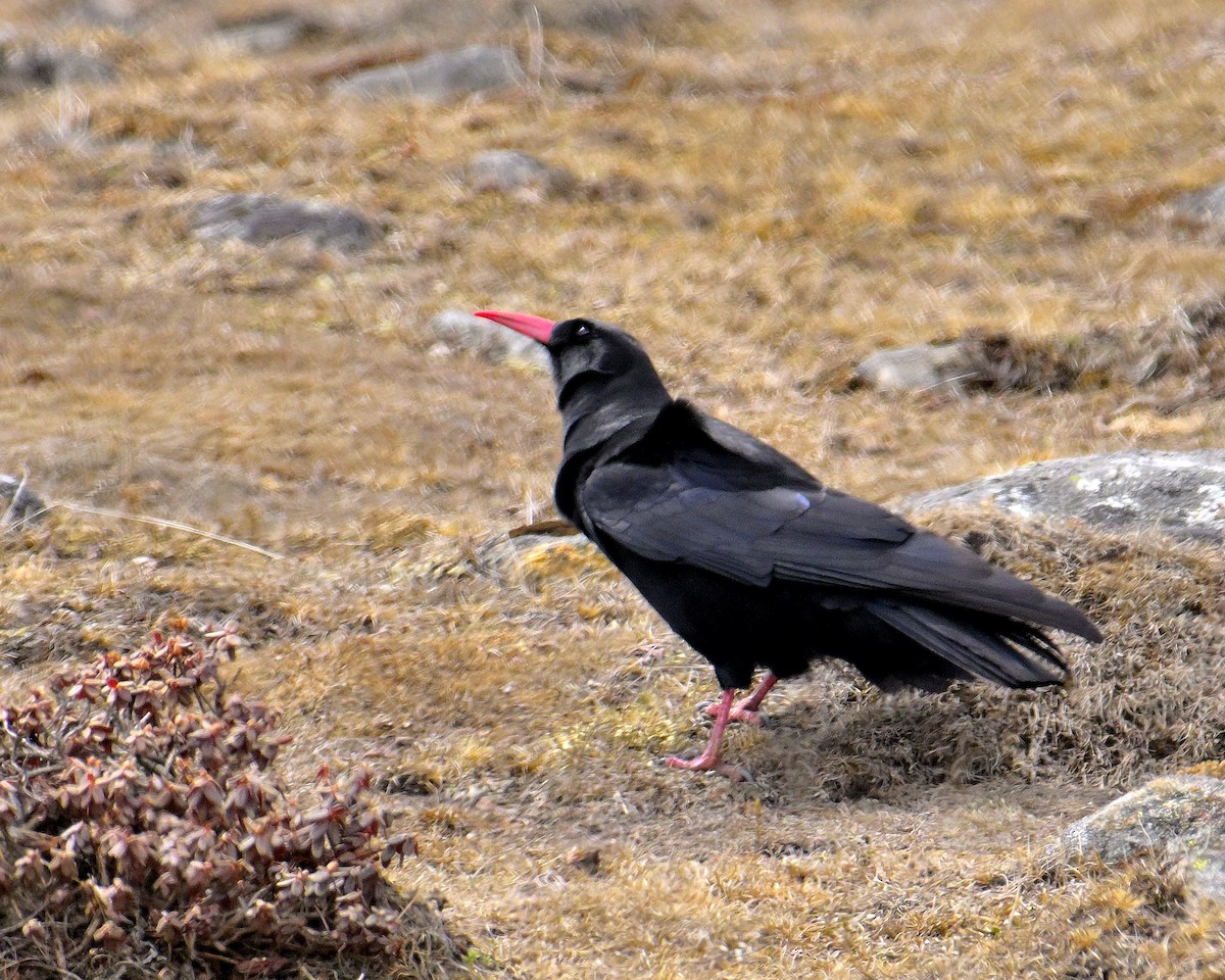 Red-billed Chough - ML619804913